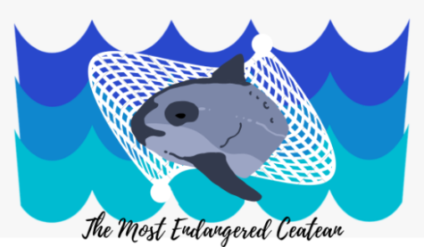 The Vaquita is the most endangered cetacean in the world